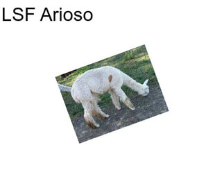 LSF Arioso