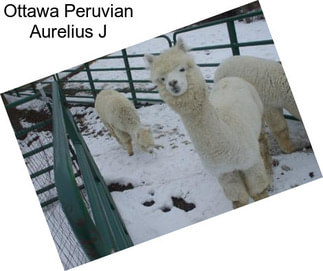 Ottawa Peruvian Aurelius J