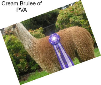 Cream Brulee of PVA