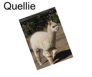 Quellie