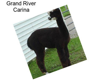 Grand River Carina