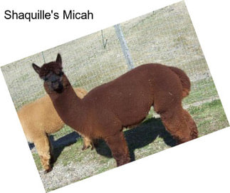 Shaquille\'s Micah