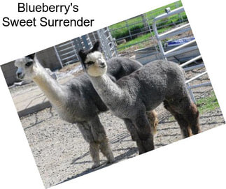 Blueberry\'s Sweet Surrender