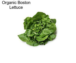 Organic Boston Lettuce