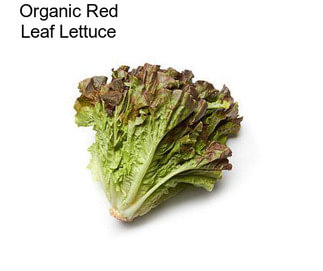 Organic Red Leaf Lettuce