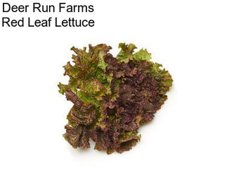 Deer Run Farms Red Leaf Lettuce