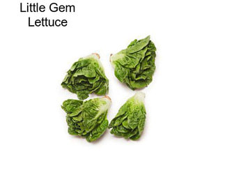 Little Gem Lettuce