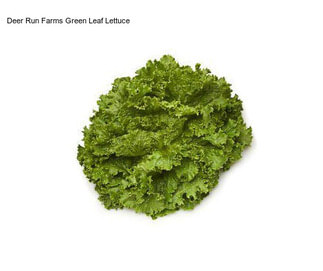 Deer Run Farms Green Leaf Lettuce