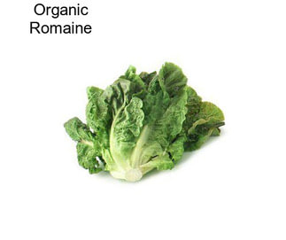 Organic Romaine