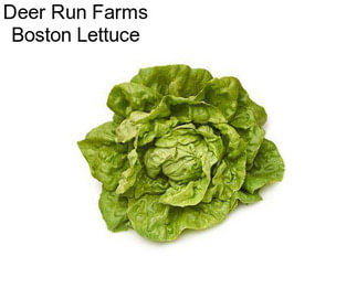 Deer Run Farms Boston Lettuce