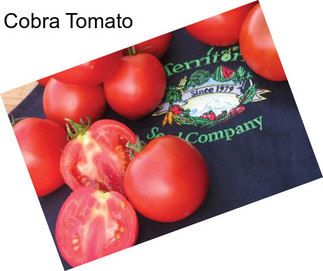 Cobra Tomato
