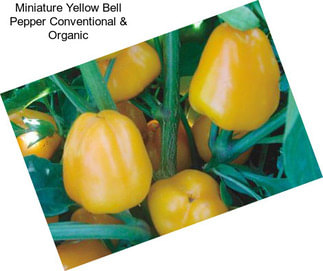 Miniature Yellow Bell Pepper Conventional & Organic