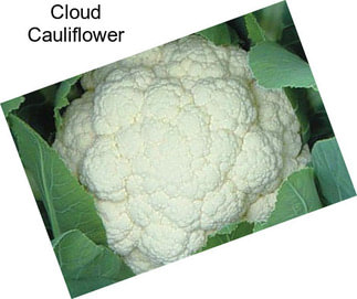 Cloud Cauliflower