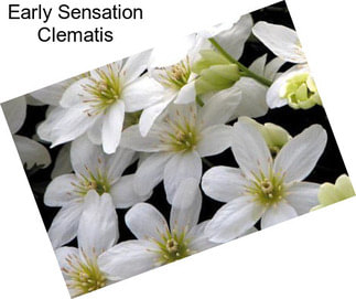 Early Sensation Clematis