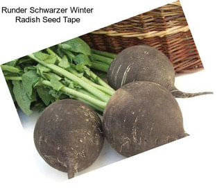 Runder Schwarzer Winter Radish Seed Tape