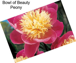 Bowl of Beauty Peony