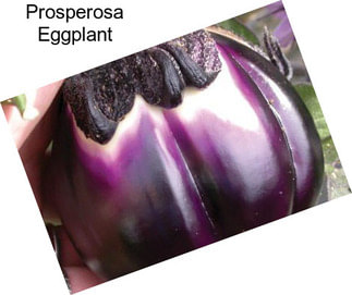 Prosperosa Eggplant