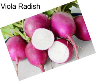 Viola Radish