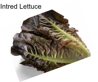 Intred Lettuce
