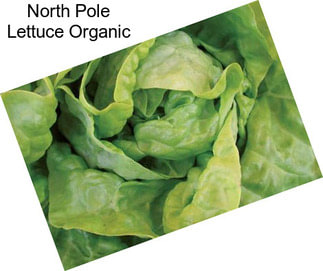 North Pole Lettuce Organic