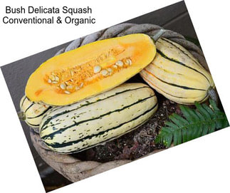 Bush Delicata Squash Conventional & Organic