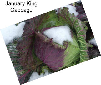 January King Cabbage