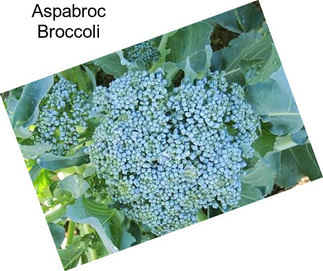 Aspabroc Broccoli