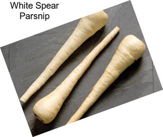 White Spear Parsnip