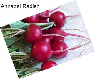 Annabel Radish