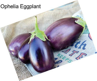 Ophelia Eggplant