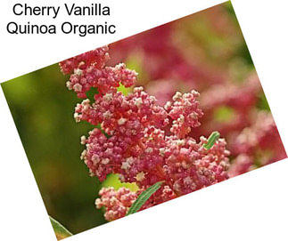 Cherry Vanilla Quinoa Organic