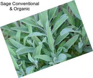 Sage Conventional & Organic