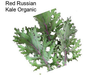 Red Russian Kale Organic