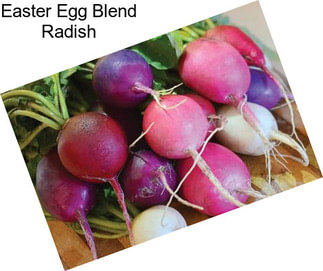 Easter Egg Blend Radish