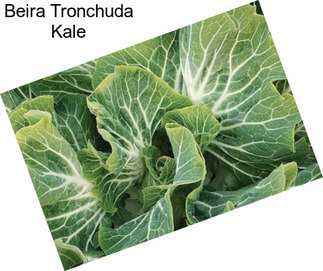 Beira Tronchuda Kale