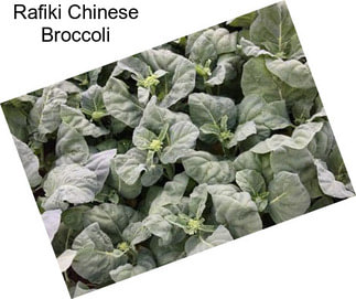 Rafiki Chinese Broccoli