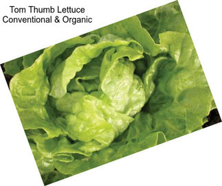 Tom Thumb Lettuce Conventional & Organic