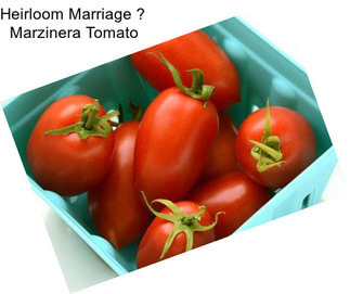 Heirloom Marriage  Marzinera Tomato