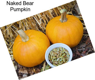 Naked Bear Pumpkin