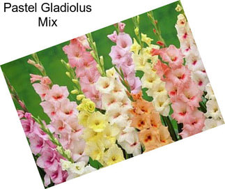 Pastel Gladiolus Mix