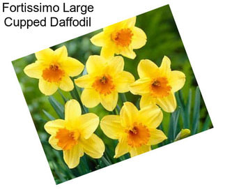 Fortissimo Large Cupped Daffodil