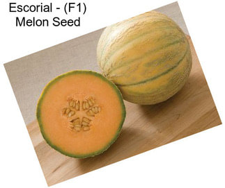 Escorial - (F1) Melon Seed