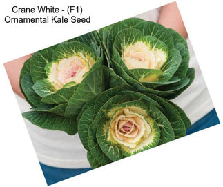 Crane White - (F1) Ornamental Kale Seed
