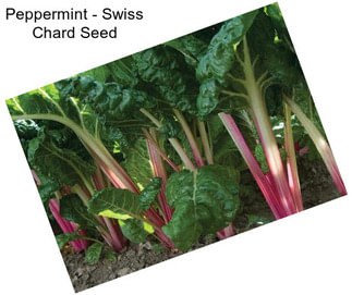 Peppermint - Swiss Chard Seed