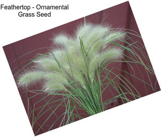 Feathertop - Ornamental Grass Seed