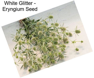 White Glitter - Eryngium Seed