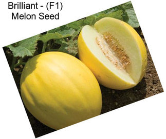 Brilliant - (F1) Melon Seed