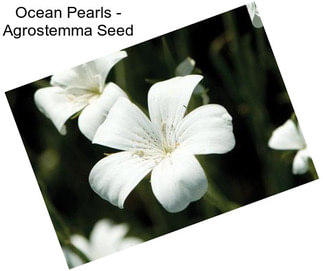 Ocean Pearls - Agrostemma Seed