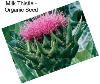 Milk Thistle - Organic Seed