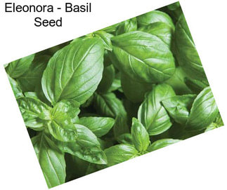 Eleonora - Basil Seed